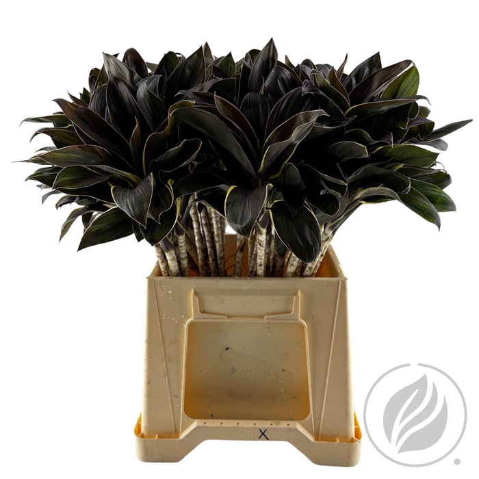 <h4>Cordyline Cappuccino Compacta 52cm</h4>