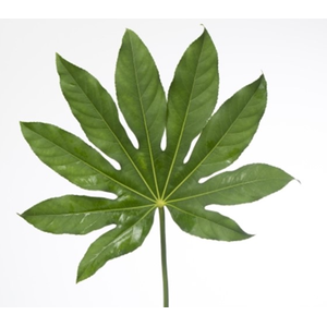 ŽAL ARALIA didelė