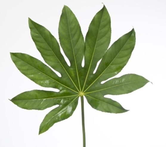 <h4>ŽAL ARALIA didelė</h4>