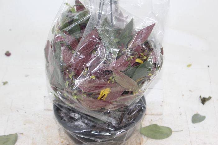 <h4>COLUMNEA SULFUREA C21</h4>