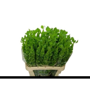 MOLUCCELLA STUK