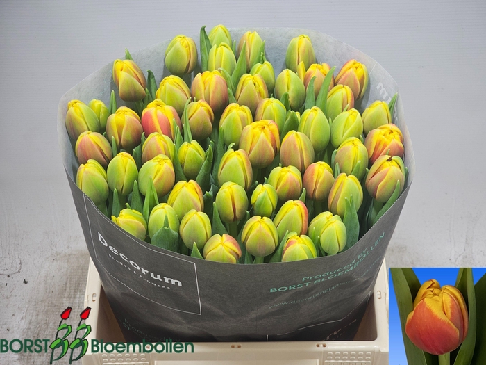 <h4>TU DU SHELL</h4>