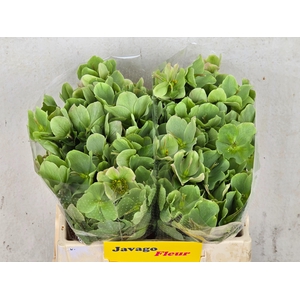 HELL FRK MOLLYS WHIT