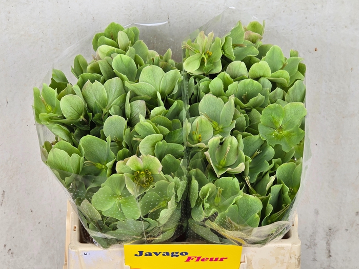 <h4>HELL FRK MOLLYS WHIT</h4>