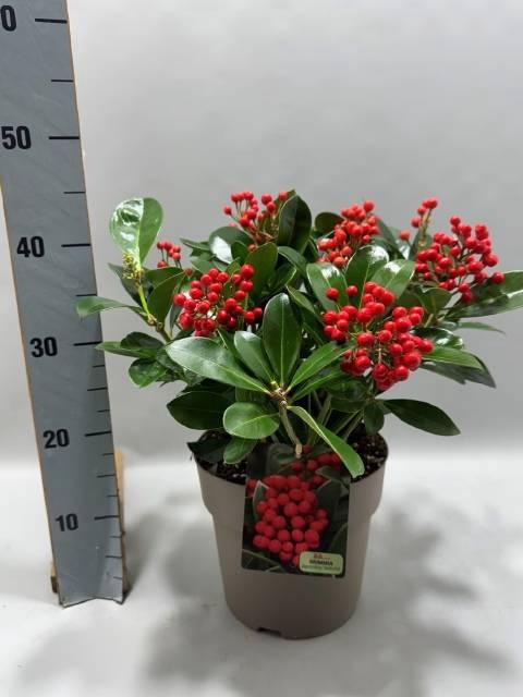 <h4>SKIM J VEITCHII</h4>