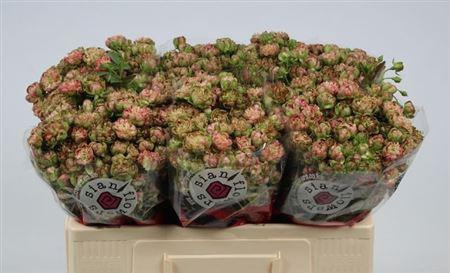 <h4>R Tr Wild Radish</h4>