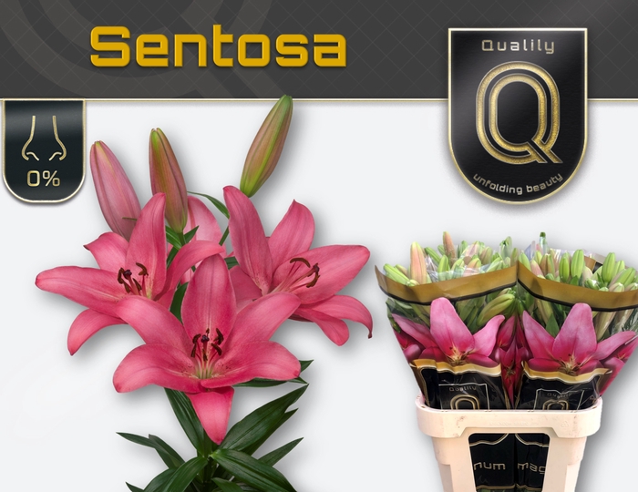 <h4>LI LA SENTOSA MAGNUM 5+</h4>