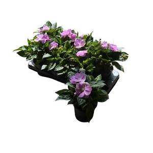 IMPAT CP LAVENDER