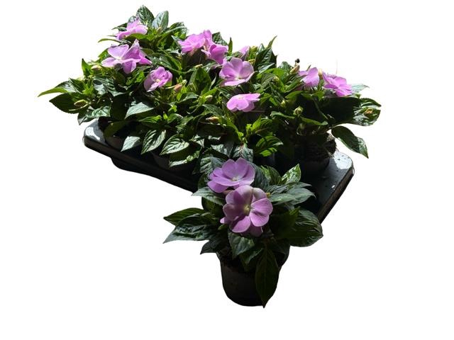 <h4>IMPAT CP LAVENDER</h4>