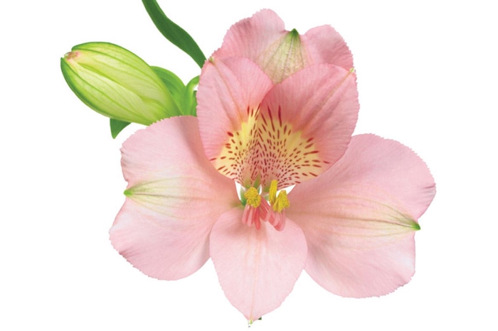 <h4>Alstroemeria Perfection Primadonna</h4>