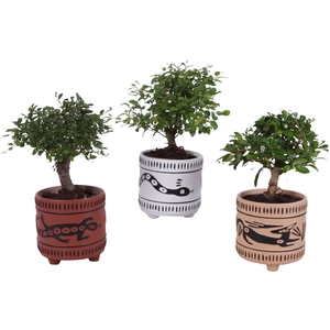 Bonsai Indoor Mix Ø12cm Ball Shape in Ø14cm Ceramic EV664