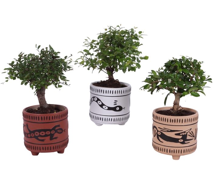 <h4>Bonsai Indoor Mix Ø12cm Ball Shape in Ø14cm Ceramic EV664</h4>