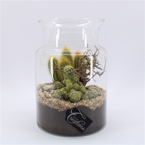 CTCR-2501 Cactus Essentials Terrarium