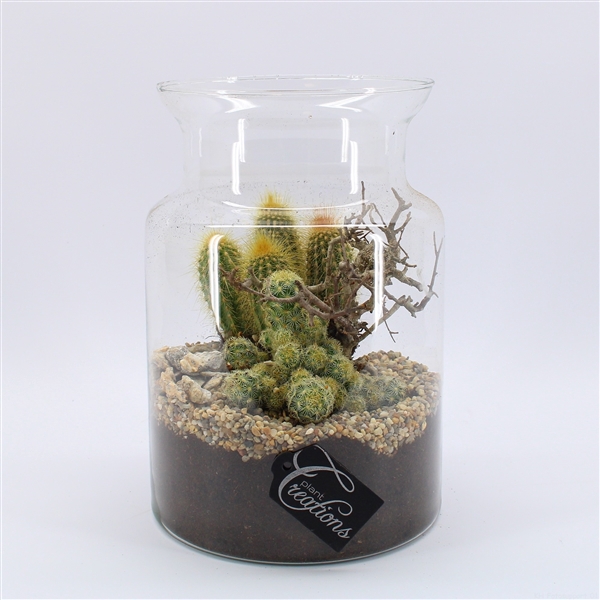 <h4>CTCR-2501 Cactus Essentials Terrarium</h4>