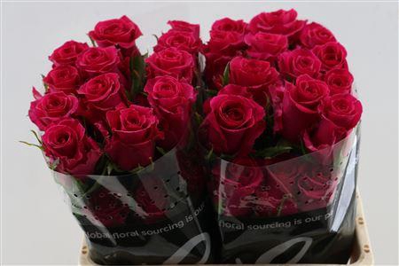 <h4>Rosa gr Gotcha</h4>