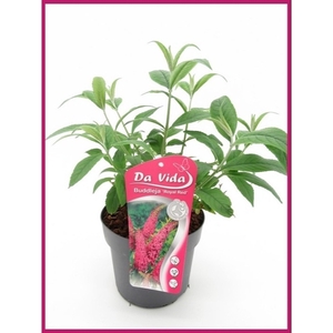 Buddleja Royal Red