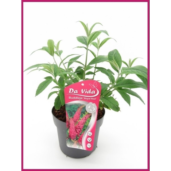 <h4>Buddleja Royal Red</h4>