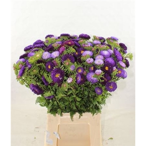 Callis Mats Purple