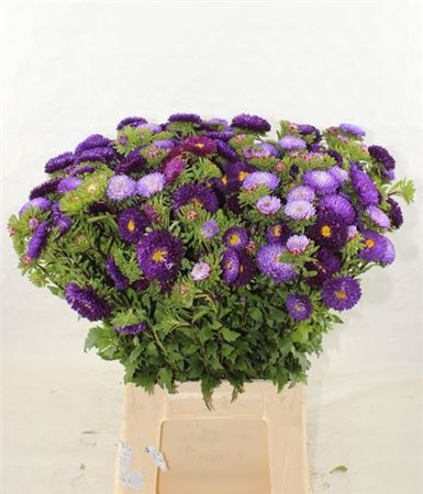 <h4>Callis Mats Purple</h4>