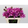 Dahlia Babylon Lila
