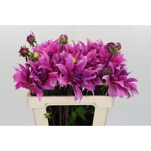 Dahlia Babylon Lila