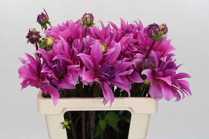 <h4>Dahlia Babylon Lila</h4>