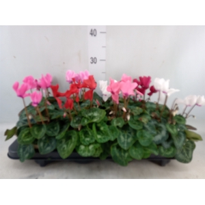 Cyclamen MD 'Macro'