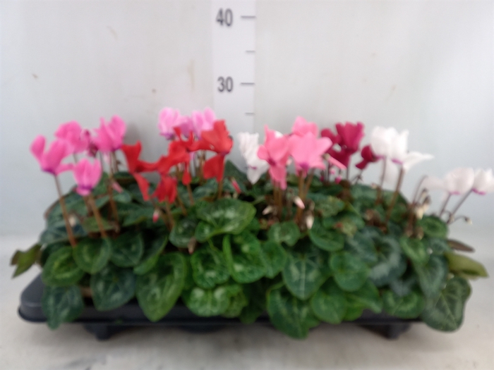 <h4>Cyclamen MD 'Macro'</h4>