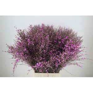 Ginster 400gr Lilac P Bunch