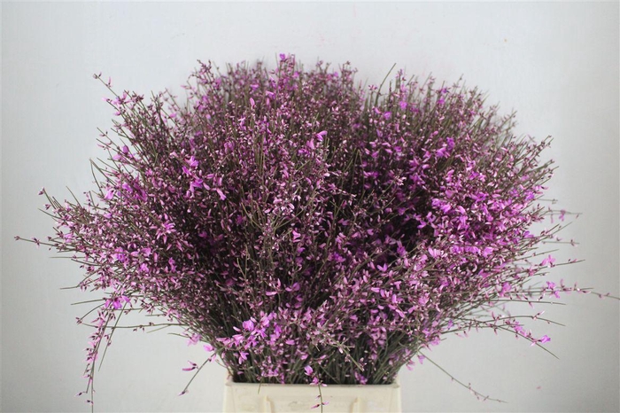 <h4>Ginster 400gr Lilac P Bunch</h4>