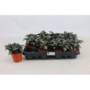 PILEA SPR SILV TREE