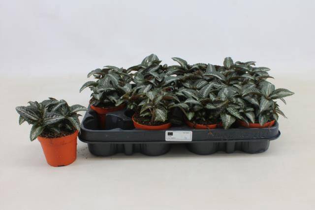 <h4>PILEA SPR SILV TREE</h4>