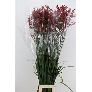 Anigoz Esmee Red