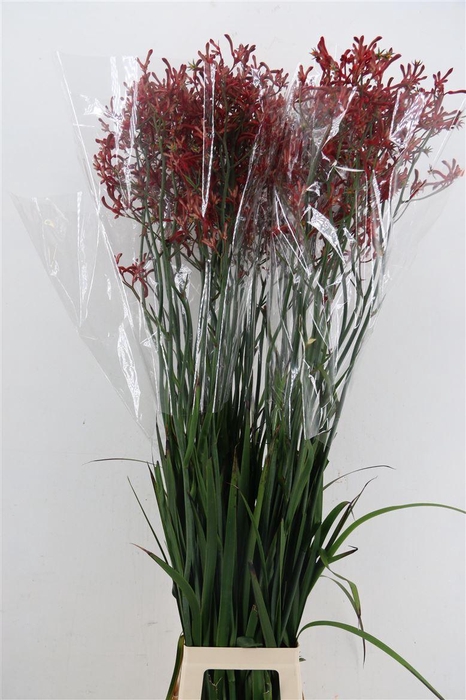 <h4>Anigoz Esmee Red</h4>