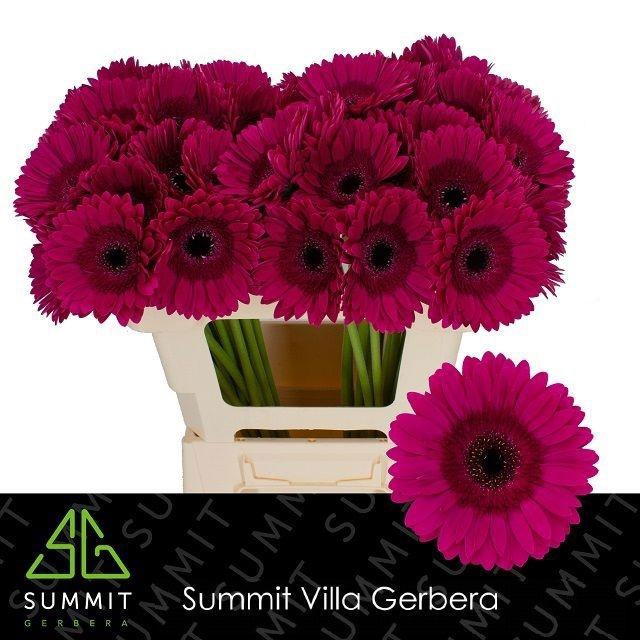 <h4>GE GR PASSOA</h4>