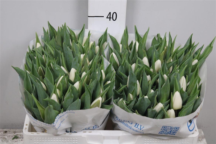 <h4>Tu En White Prince</h4>