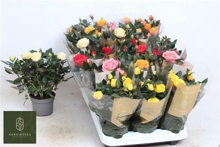 <h4>Ro Kordan Grande Gem</h4>