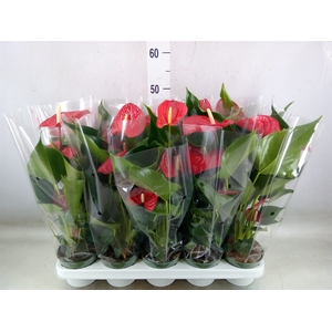 Anthurium andr. 'Royal Champion'