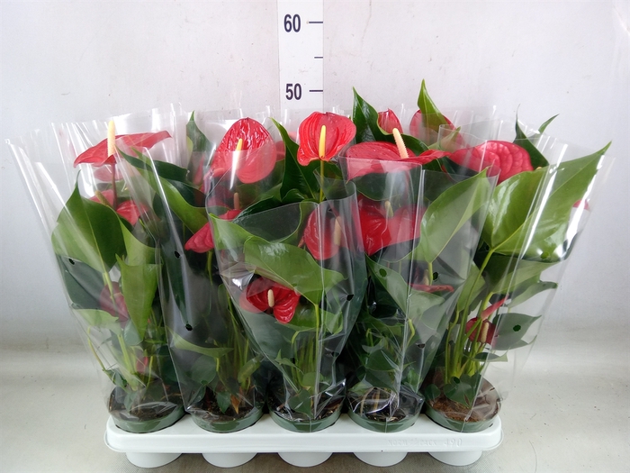 <h4>Anthurium andr. 'Royal Champion'</h4>
