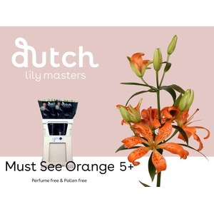 LI AS MUST SEE ORANGE 4+
