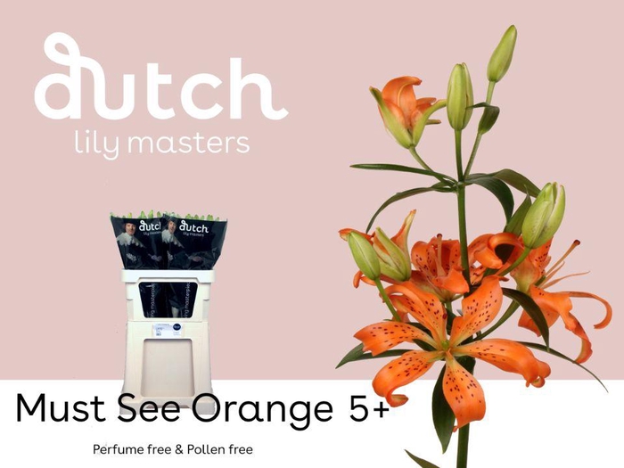 <h4>LI AS MUST SEE ORANGE 4+</h4>