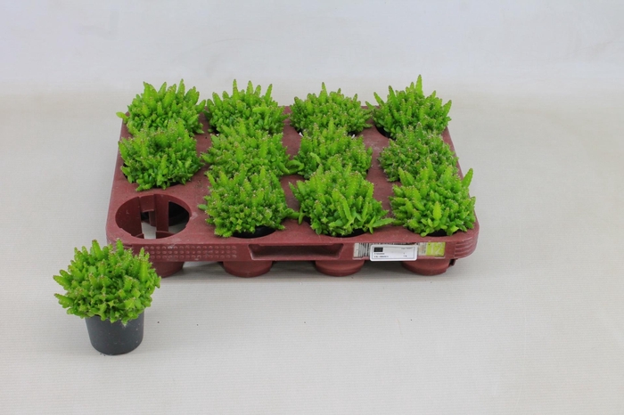 <h4>HYLOCEREUS UNDATUS</h4>