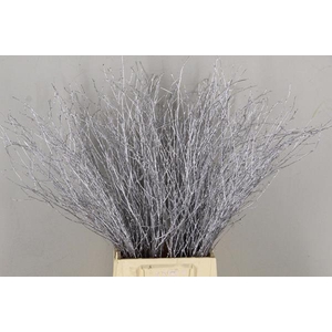 Betula Bs Silver Fst