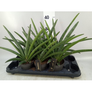 Sansevieria cyl. 'Tiara Dino Green'