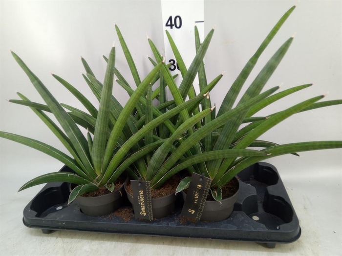 <h4>Sansevieria cyl. 'Tiara Dino Green'</h4>