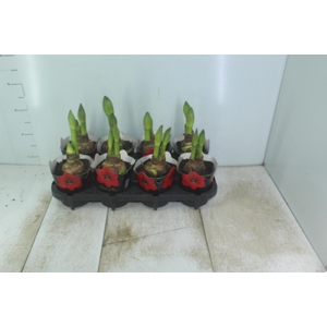 AMARYLLIS P14 VERMELHO MIN 2 HT