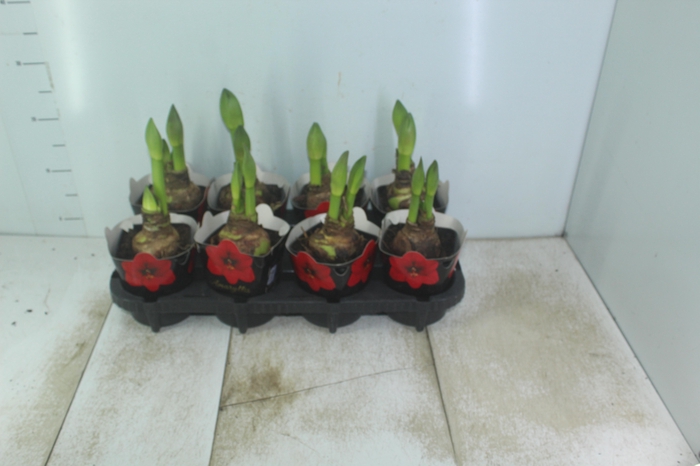 <h4>AMARYLLIS P14 VERMELHO MIN 2 HT</h4>