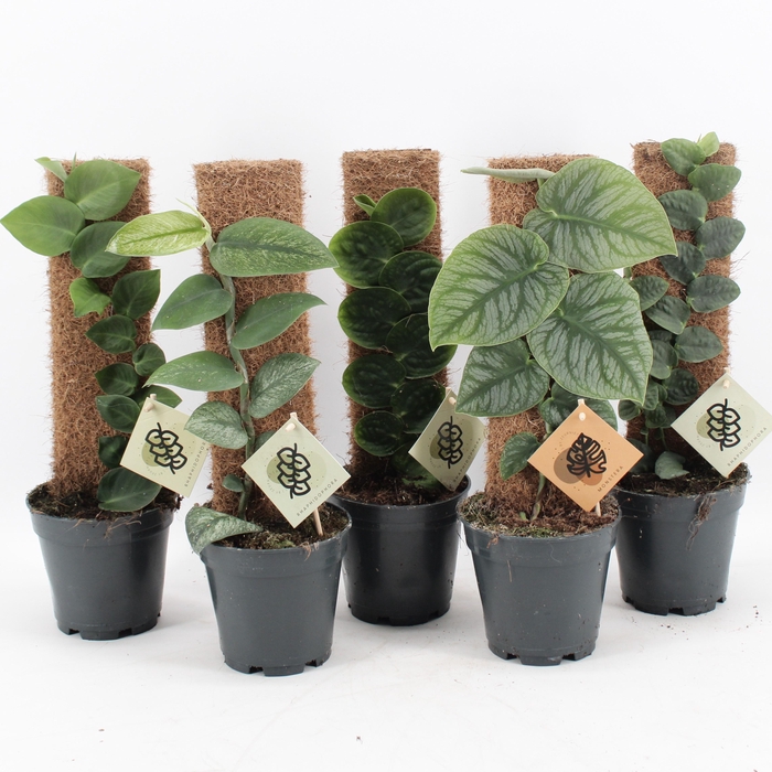 <h4>Monstera Dubia & Rhaphidophora Mix</h4>