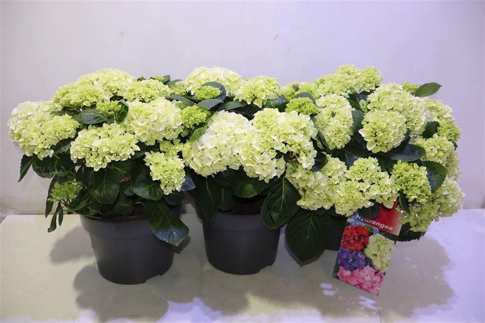 <h4>Hydr M Hi White Sun</h4>