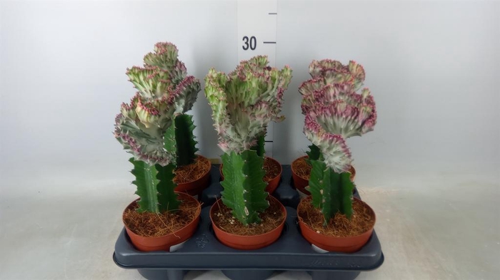 <h4>Euphorbia lactea</h4>